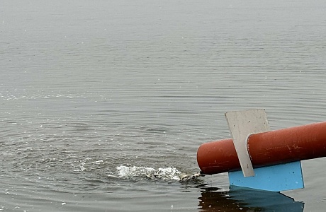 В Сурское водохранилище выпустили молодь сазана и толстолобика